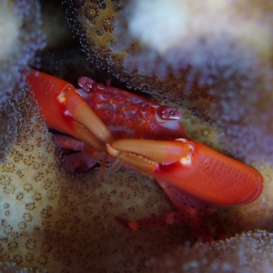 Rood koraal crab